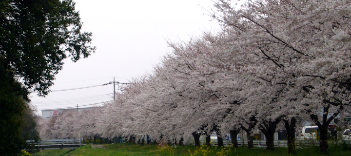 赤堀川の桜